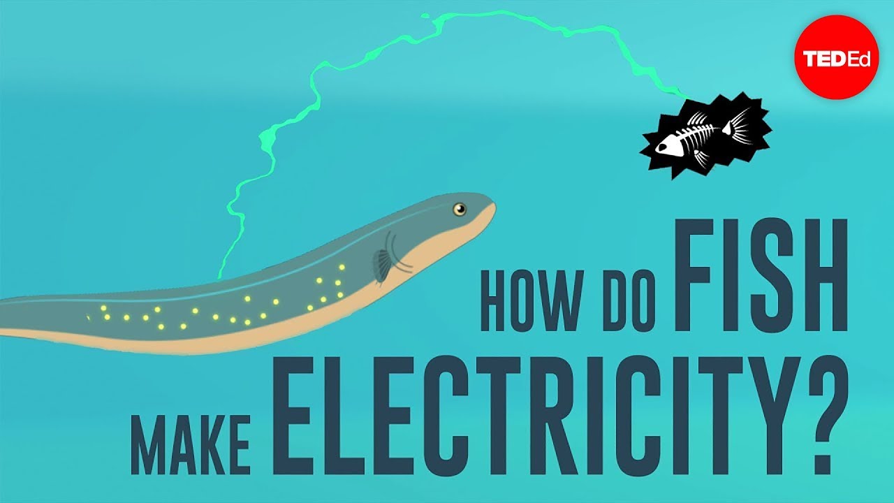 How do fish make electricity? - Eleanor Nelsen
