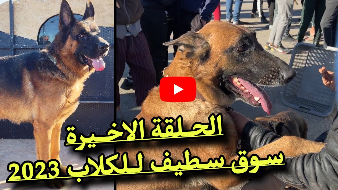 دخول كلاب الراعي الألماني لسوق الكلاب بقوة هذا الأسبوع في الجزء الثاني مرحبًا بكم في مدينة سطيف ♥️