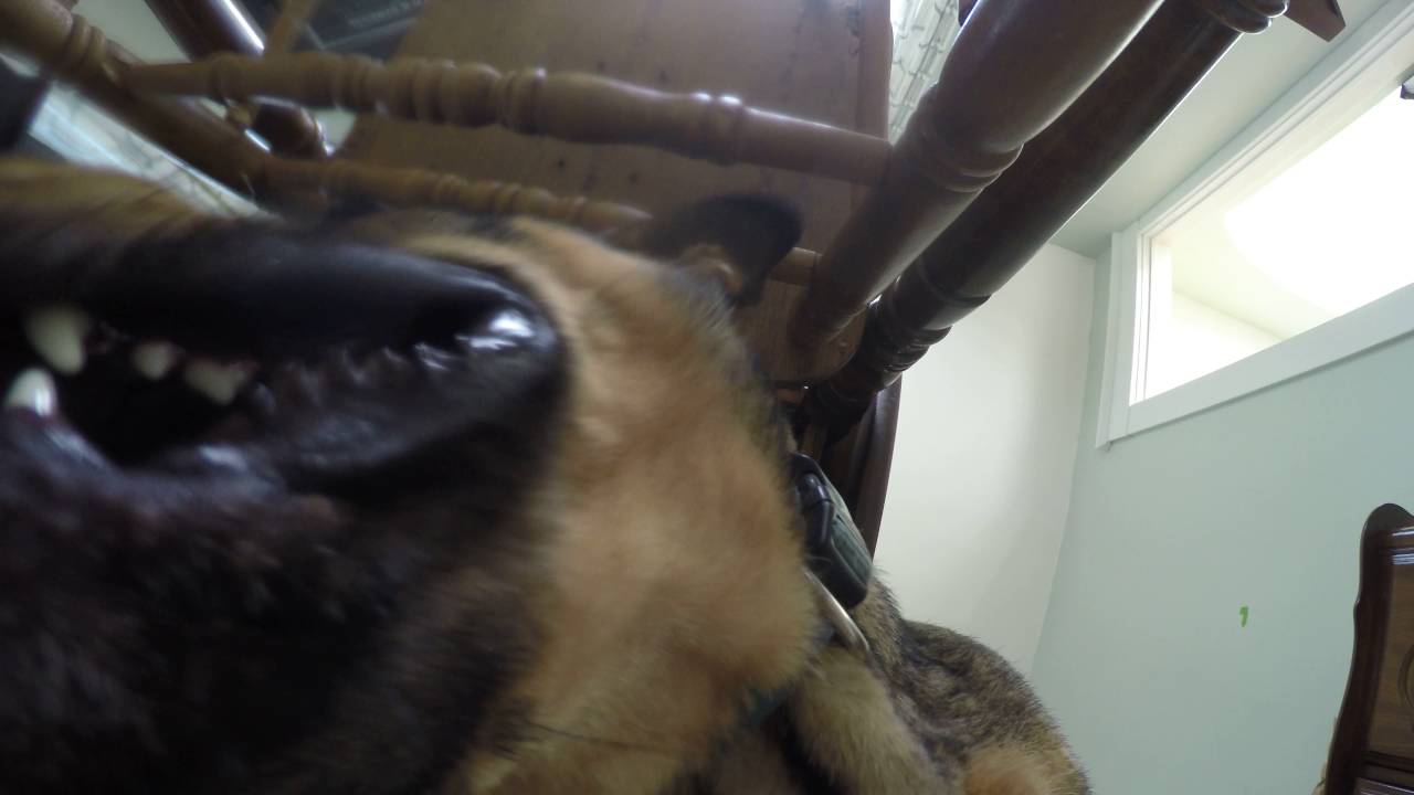 GoPro chew toy