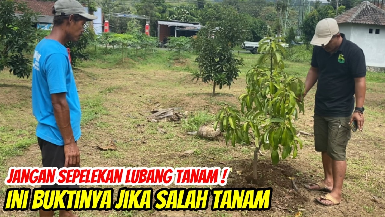 Cara Tepat Menanam Alpukat Agar Cepat Tumbuh & Subur | Jangan Salah Buat Lubang Tanam!