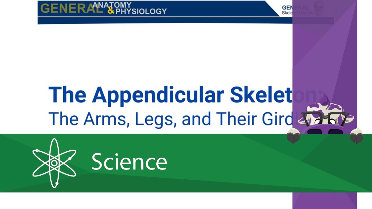 The Appendicular Skeleton