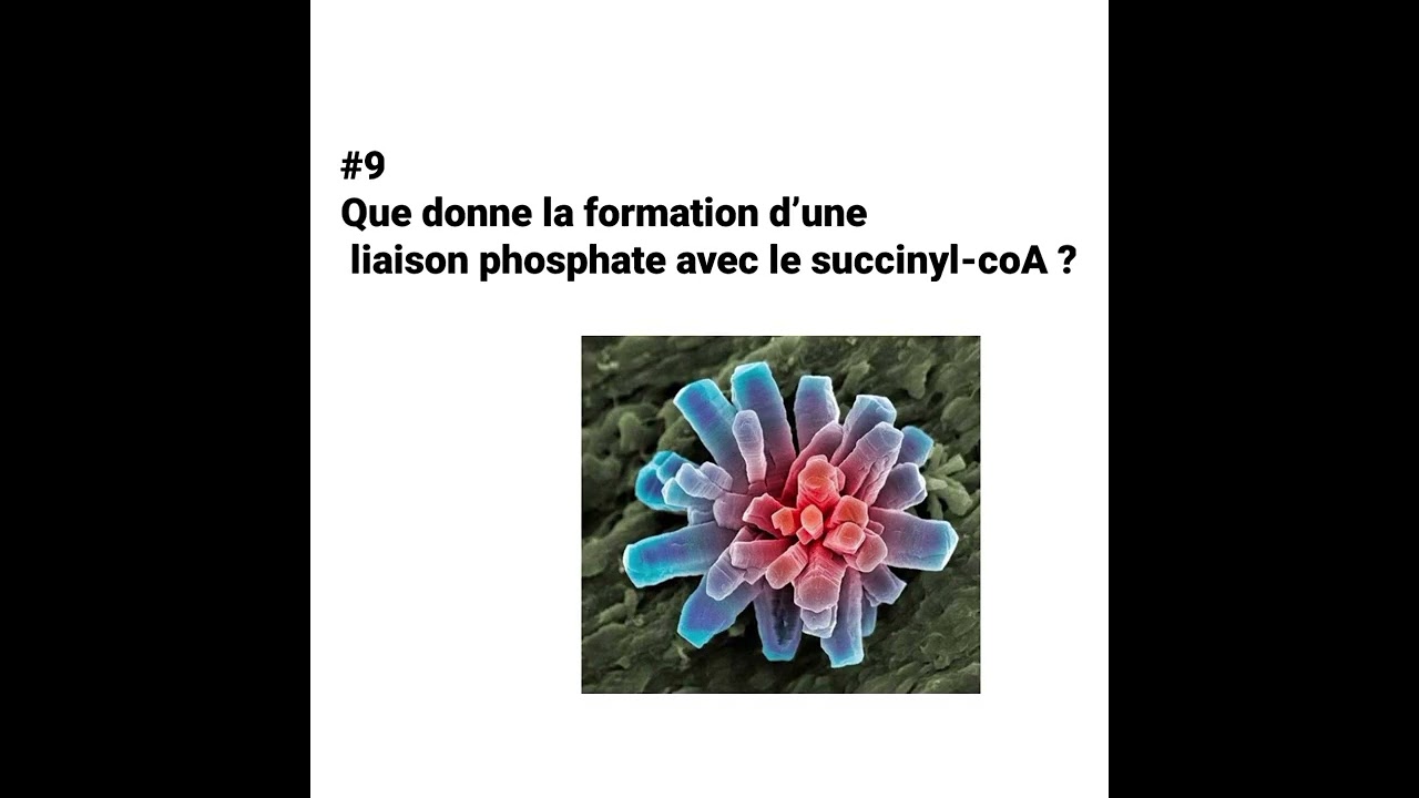 M&eacute;diquizz : Sp&eacute;cial Cycle de krebs 🔬👩&zwj;🔬 #biochemistry #anatomy #cellule