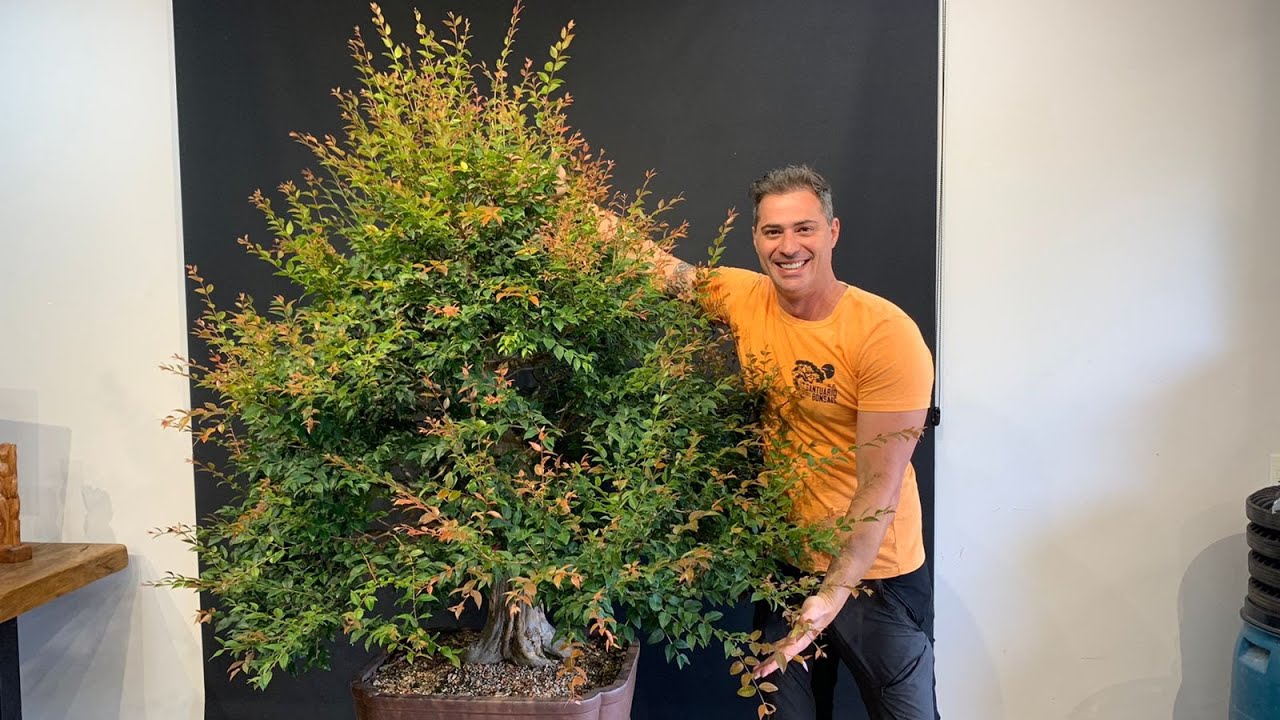 🌿 Live Studio Bocabello Bonsai 🌳✨