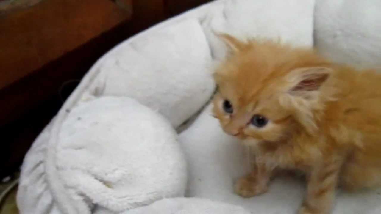 teacup kitten