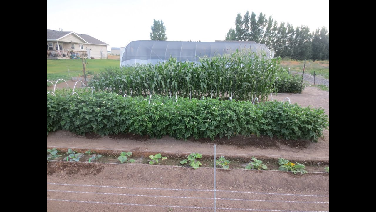 Gardening on the Cheap: Wow! Amazing Garden!