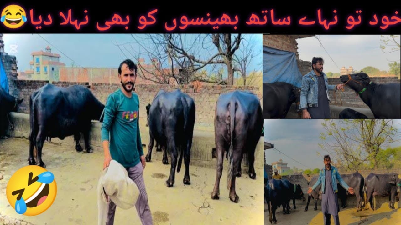 #viral video #daly vilog dera haji da#
