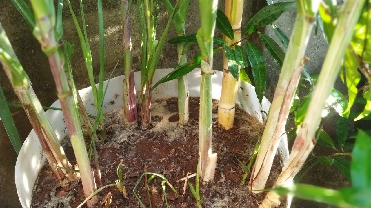 transplante de canas para vaso