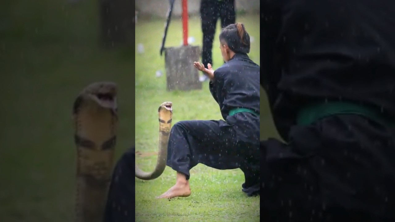PagarNusa Atraksi Ular Cobra #pagarnusatapung #pagarnusa #pagarnusariau #pagarnusaindonesia