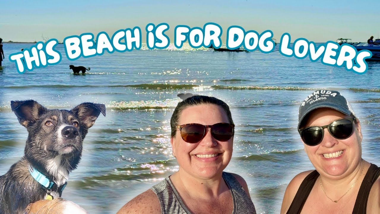 FULL DAY EXPERIENCE AT FLORIDAS ULTIMATE DOG BEACH