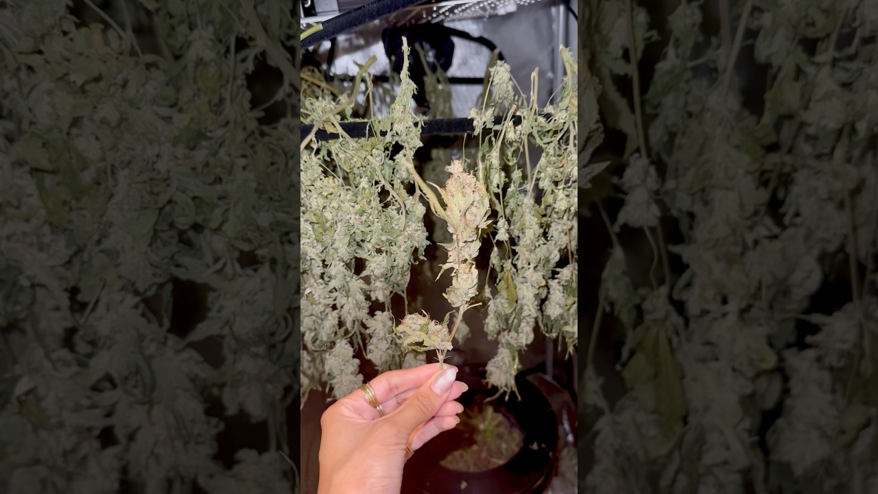 Slow Drying My Harvest (1 Week In!) #weed #marijuana