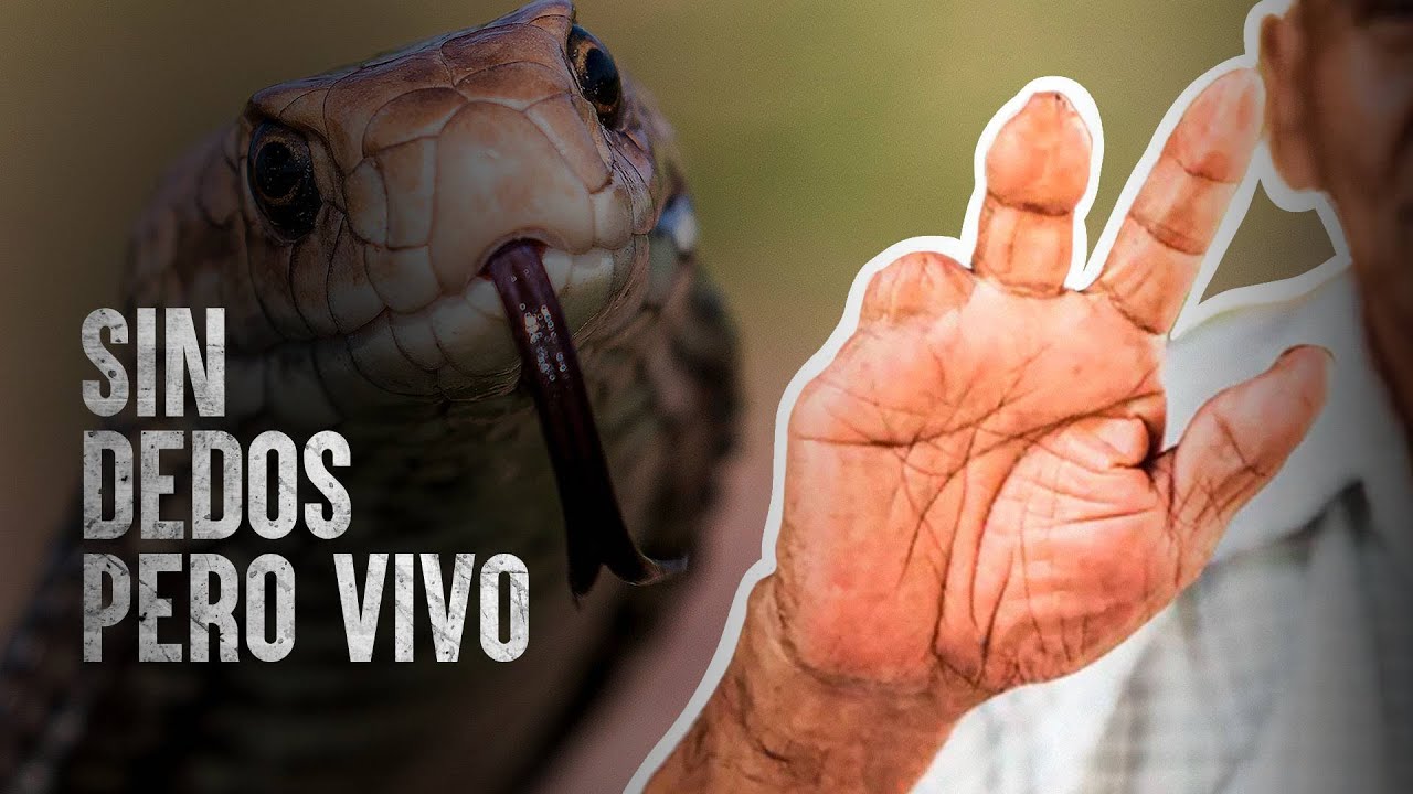 Cómo Sobrevivir las víboras más venenosas (Parte II)