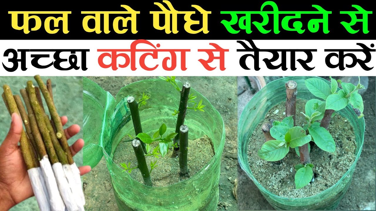 फल वाले पौधे खरीदने से अच्छा है कटिंग से तैयार करें जल्दी लग जाएगा | How To Grow Plants From Cutting