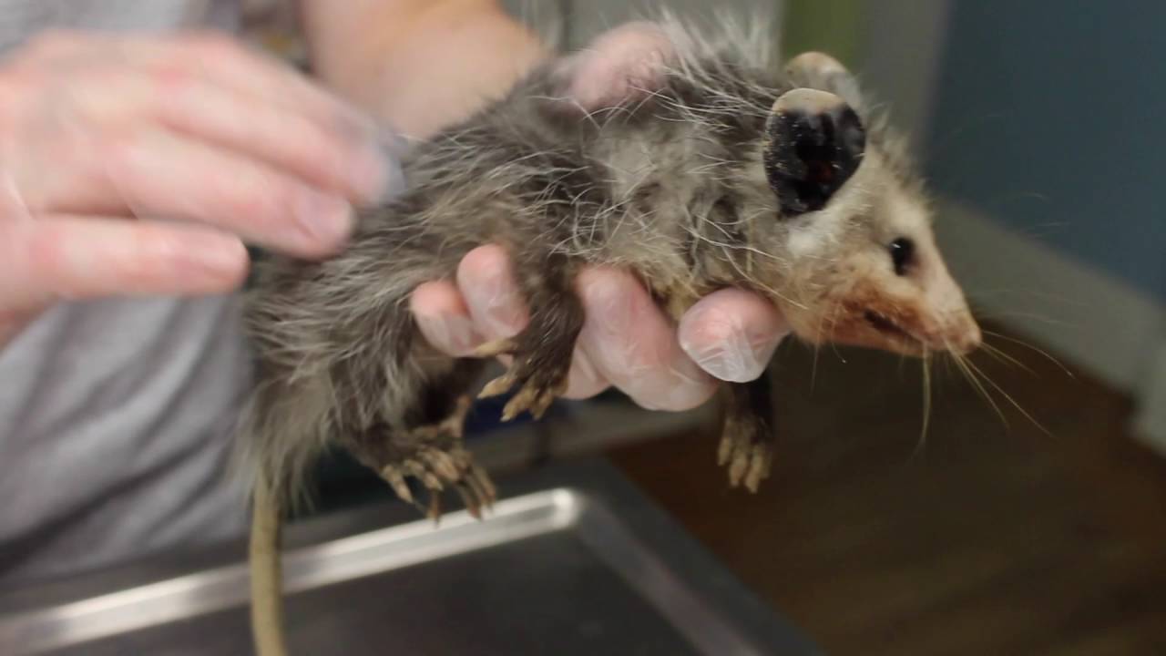 Second Chance Wildlife Center: Baby Opossum