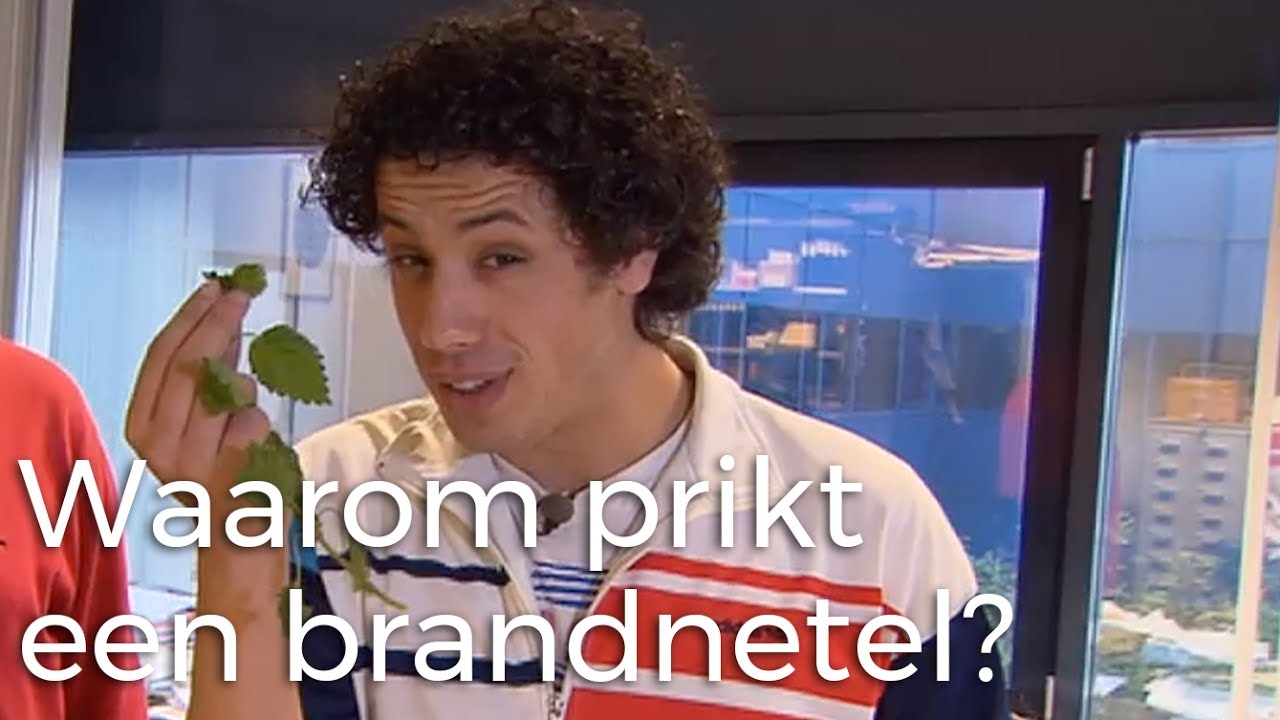 Waarom prikt een brandnetel? | Vragen van Kinderen