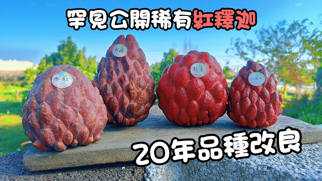 看過紅色的釋迦嗎？台灣果農耗時20年的驚人成果！4款超稀有「紅皮釋迦」，顏值高到捨不得吃！紅龍兄水果開箱 | 澳洲紅皮釋迦 | 鳳梨釋迦