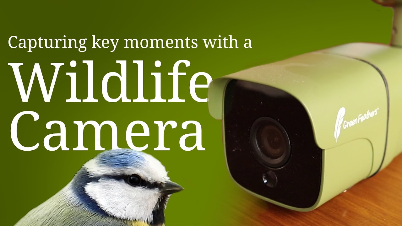 Wildlife camera setup outside nestbox | WiFi camera to capture bird fledging