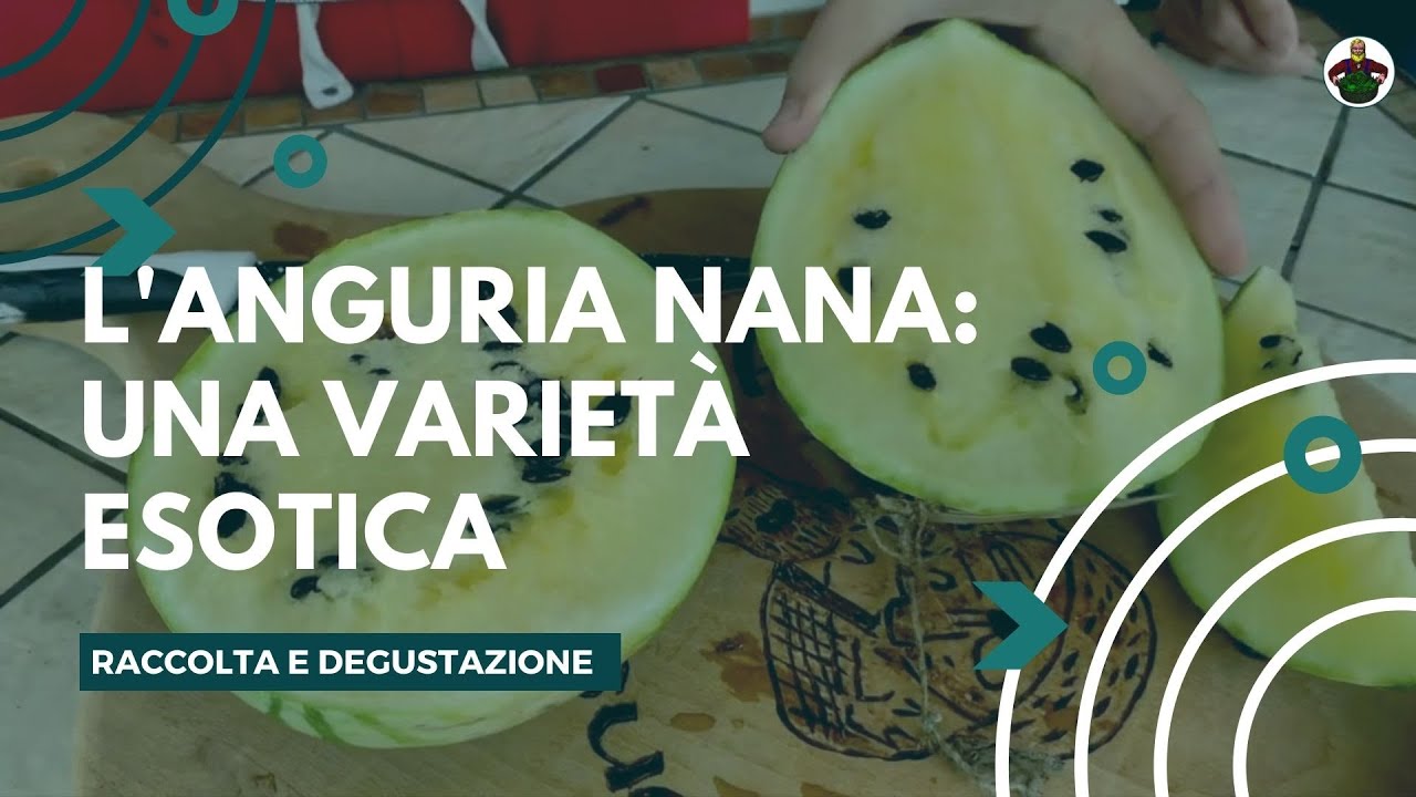 Raccolta e Degustazione Anguria - Variet&agrave; Esotiche Pregiate