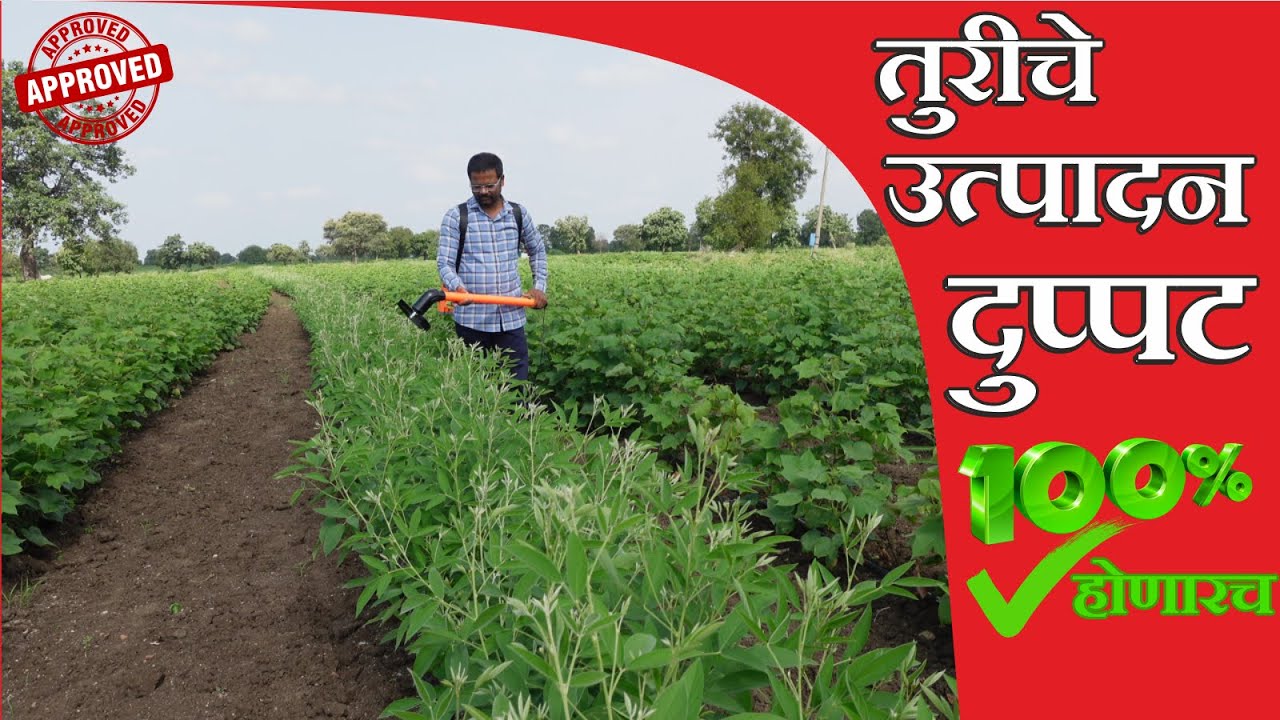 तुरीचे उत्पादन दुप्पट होणारच ll मी सांगतो फक्त एवढेच करा ll AgriPower Cutting Machine #agripower