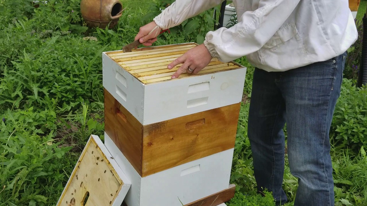 Beekeeping: What to do with extracted honey frames