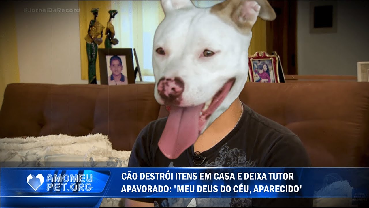 Pets bagunceiros que criaram cenários catastróficos em suas casas 🔥🏠 kkkk | Jornalzinho Amo Meu Pet