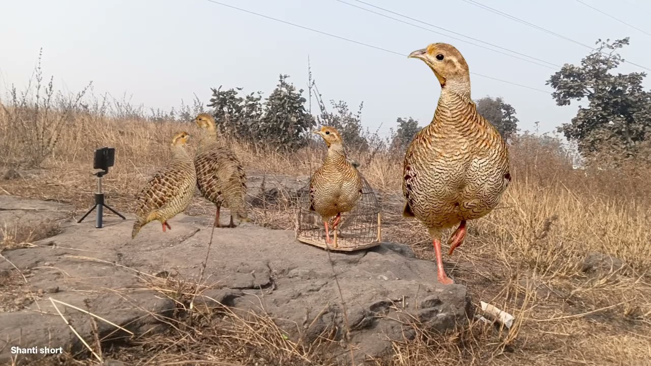Jubardesh Awaaz jungle Teetar voice grey hunting sound titeer chick partridge shikar karne ka awaaj 