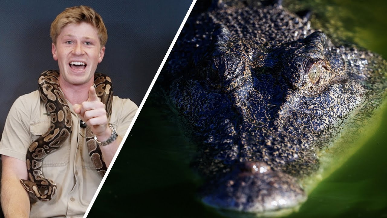 Robert Irwin joins ESPN to talk dangerous Aussie animal myths, #SuperBowl & Rams-49ers in Australia