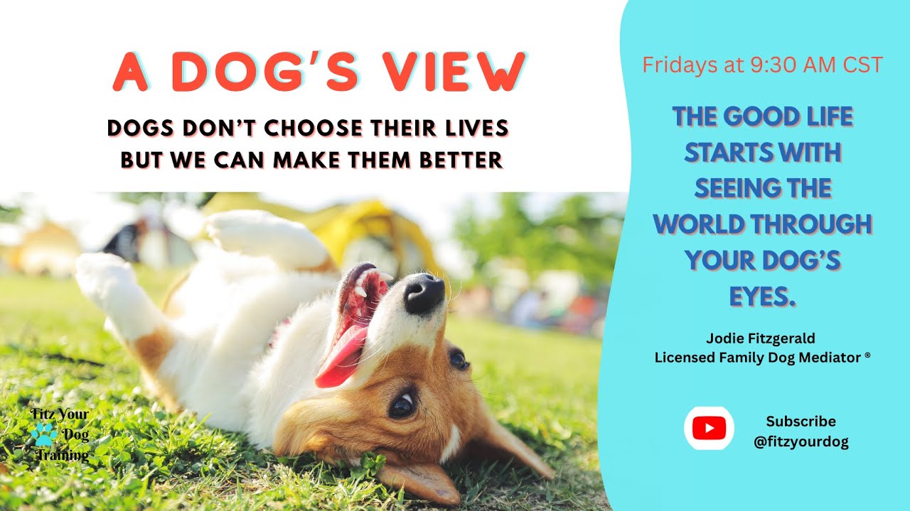 Dogs Don’t Choose Their Lives – But We Can Make Them Better