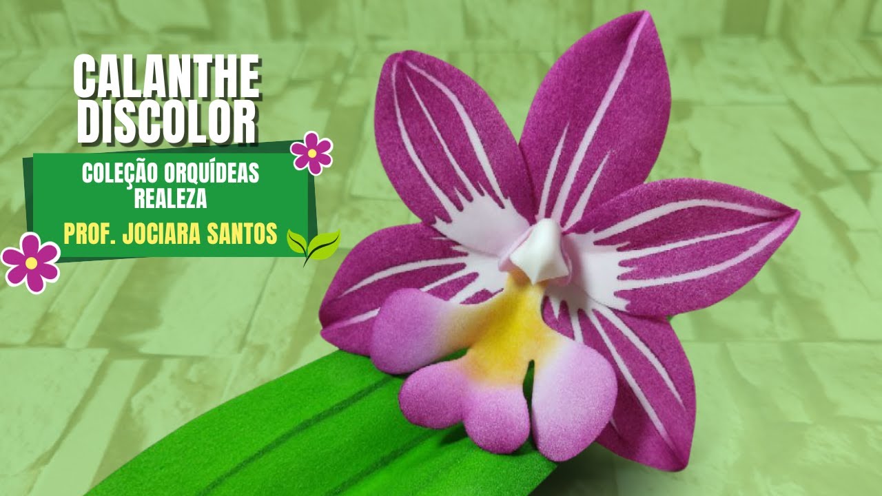 808/809 - Calanthe Discolor | Prof. Jociara Santos