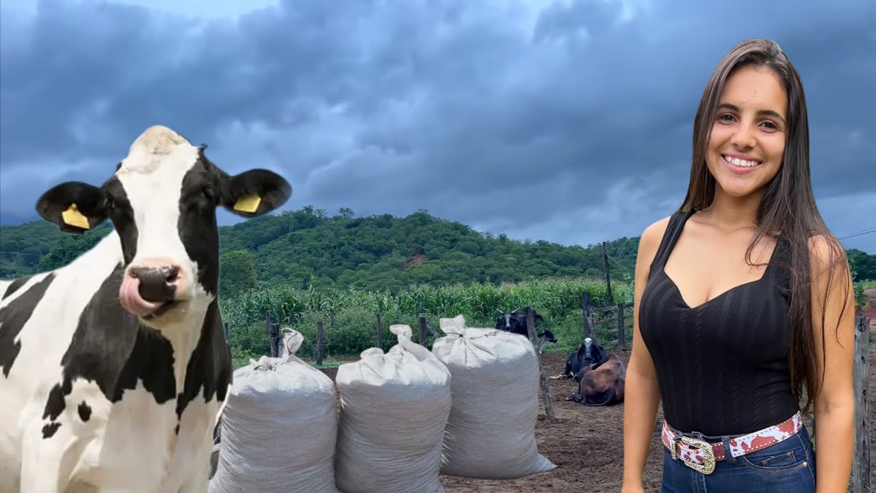 A CHUVA LEVOU TODO NOSSO ESTERCO! Tivemos que buscar no curral do nosso amigo. 