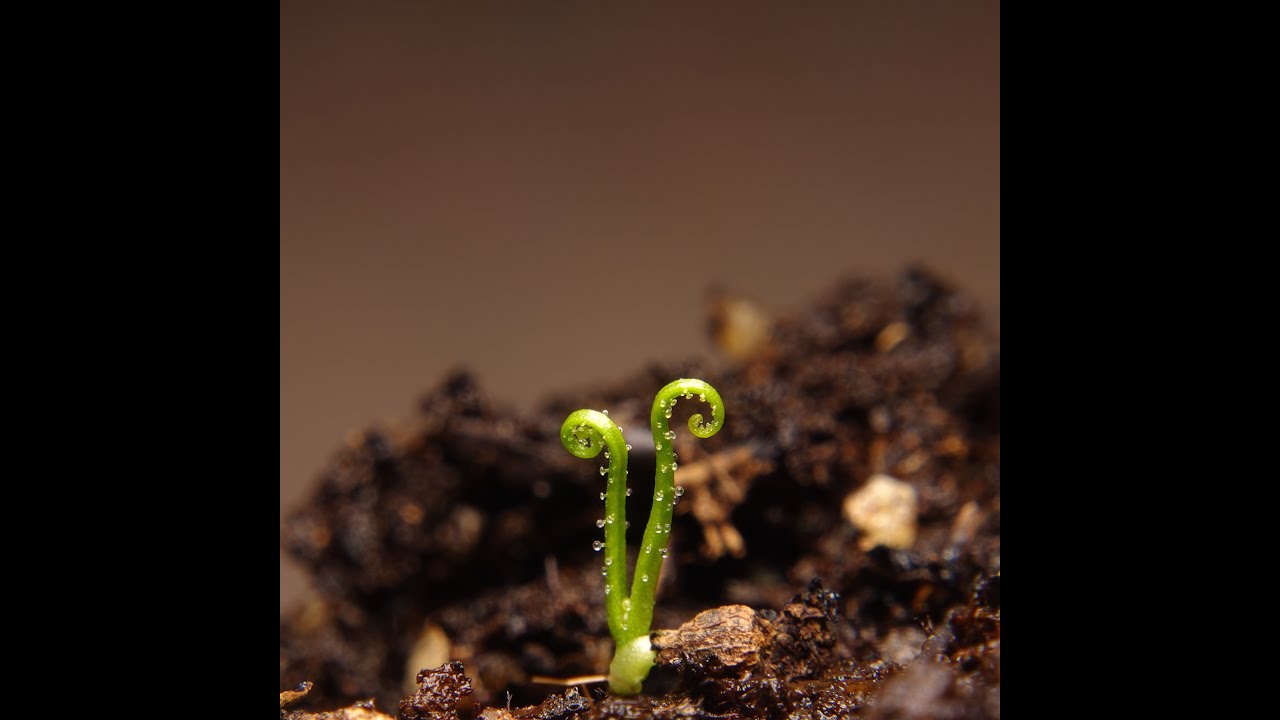 Carnivorous Plant Drosophyllum lusitanicum Seed Timelapse