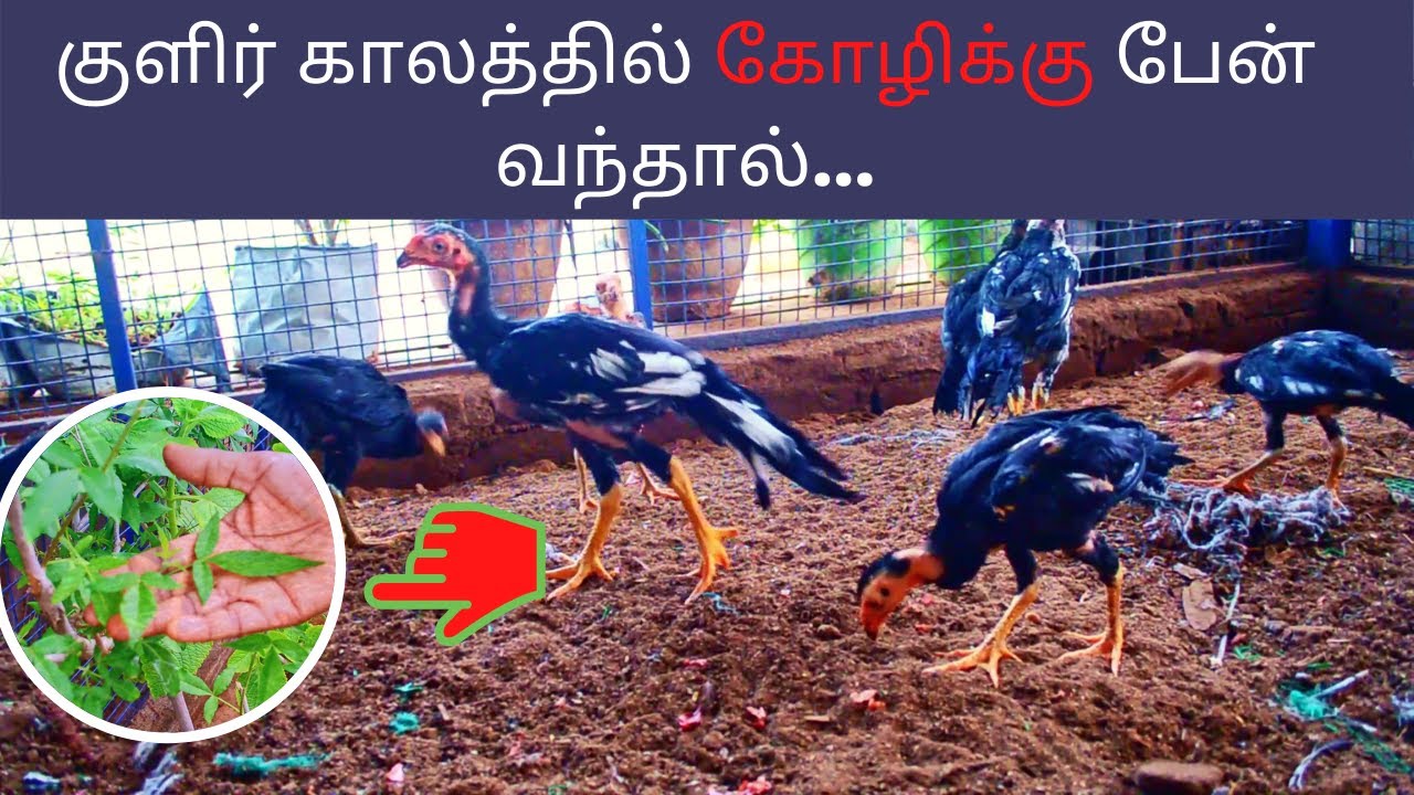 குளிர் காலத்தில் கோழிக்கு பேன் வந்தால்...