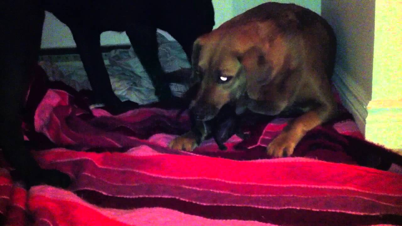 Sarah Has Puppies! - Daily GEMS Video Blog