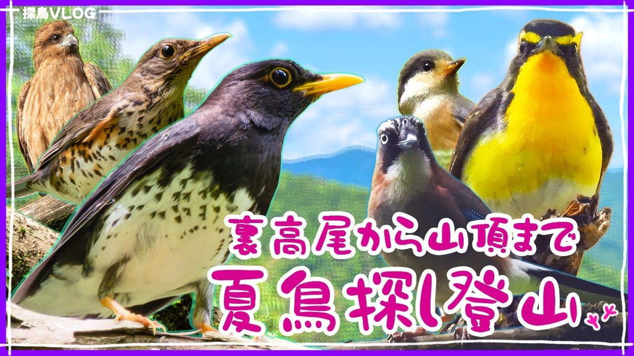 裏高尾（いろはの森～高尾山）初夏の森で野鳥探し《野鳥撮影vlog》｜キビタキ、クロツグミ、ヤマガラ幼鳥、ツバメ、カケス