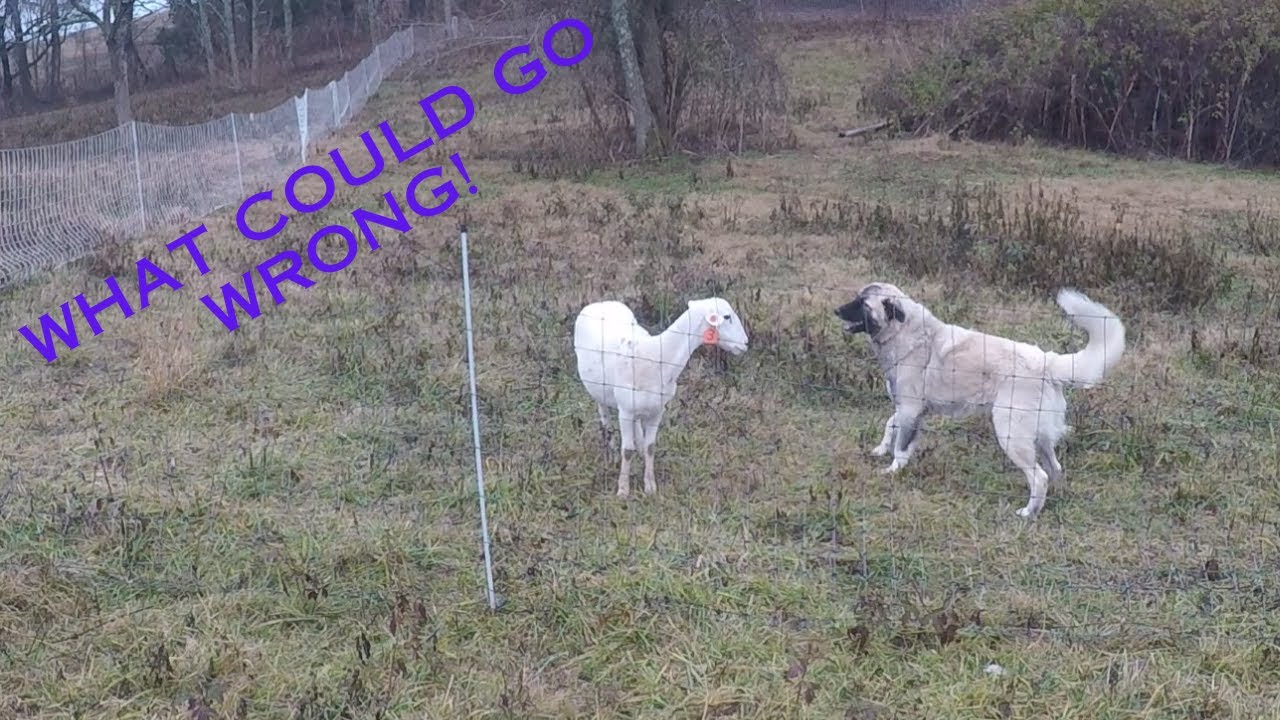 Introducing the Livestock Guardian Dog to Sheep