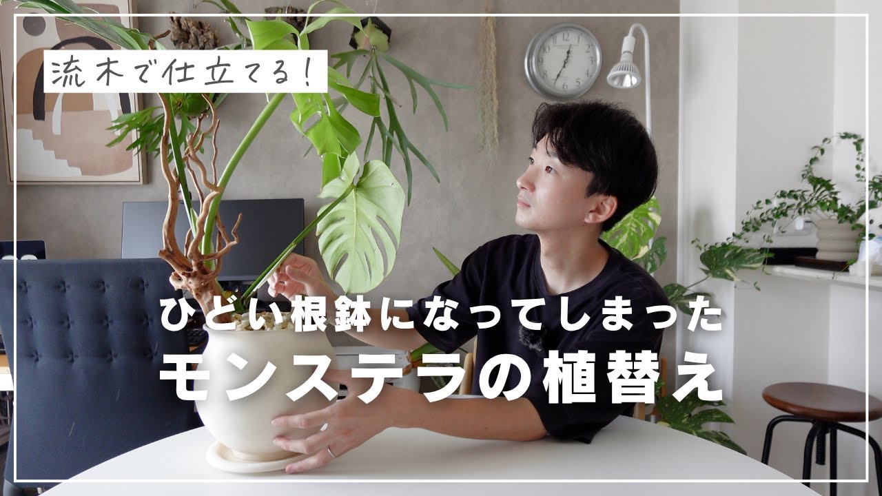 【初心者必見】根詰まりしているモンステラの植替え方法