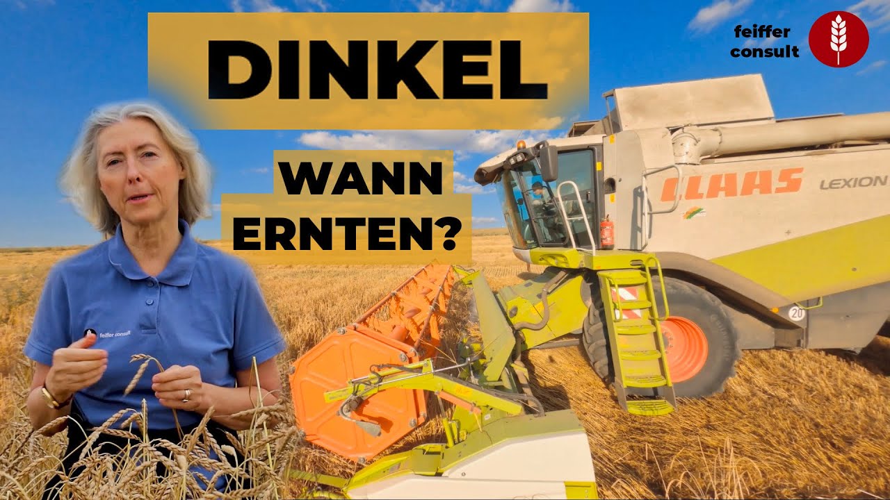Dinkel Teil 1:  Wann ist der beste Erntetermin?