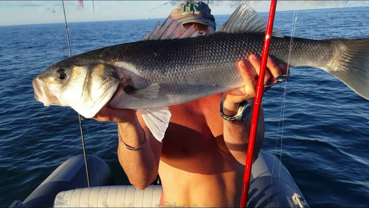 P&ecirc;che  #Illex #Fiiish #Illex #Blackminnow #crazysandeel  #bartruite #ultimatefishing#sakurafishing