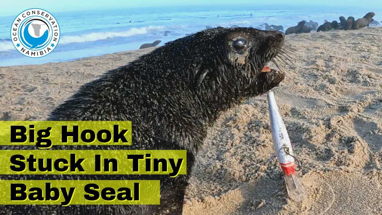 Big Hook Stuck In Tiny Baby Seal