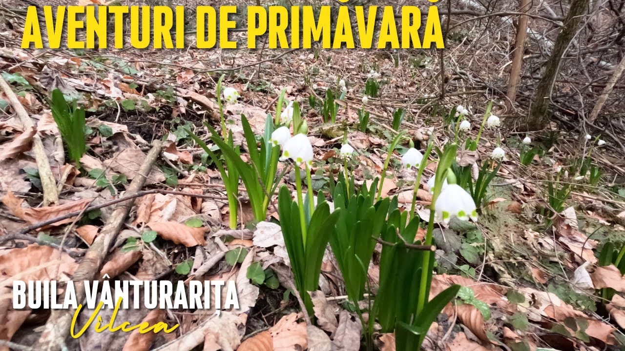 Aventuri de primăvară în Buila Vânturarița | Cheile Bistriței | Peștera Urșilor 🌸