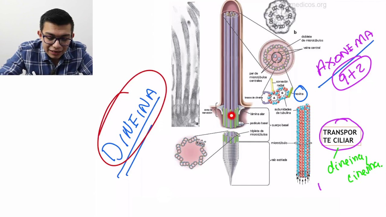 Histología | Epitelios | Especializaciones del dominio apical