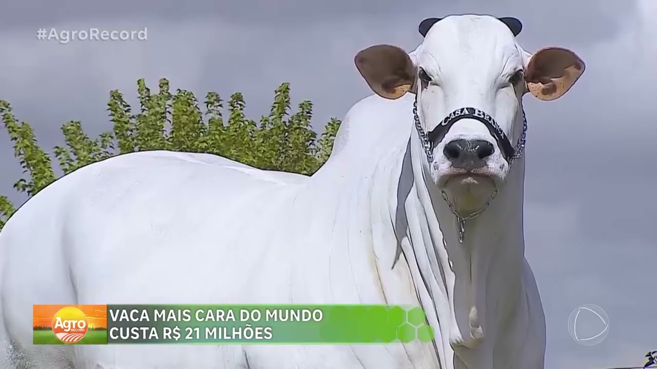 Viatina: vaca mais cara do mundo custa R$ 21 milh&otilde;es e &eacute; do Brasil