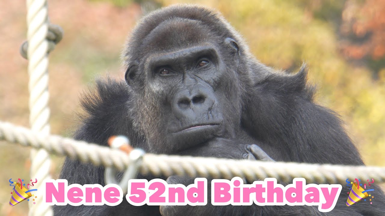 🎉🎂Бабушке Горилле исполнилось 52 года🎂🎉｜Shabani Group / Nene