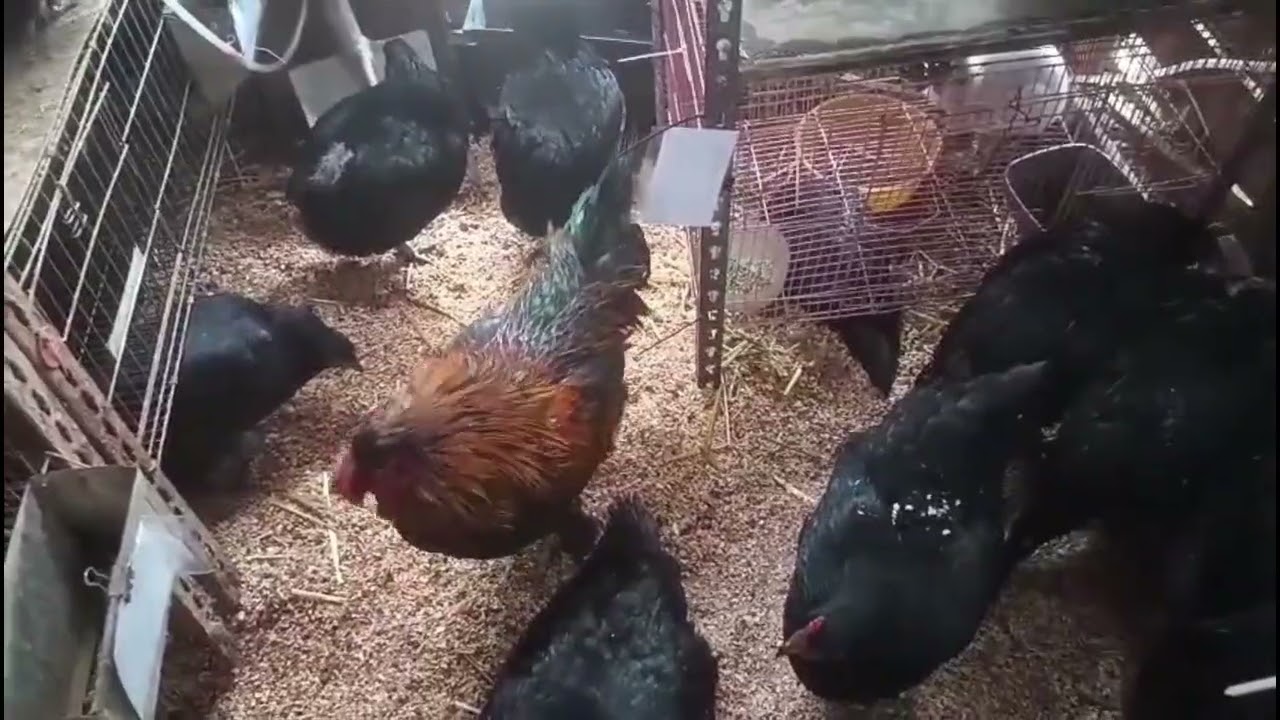¿Sabias que las gallinas dejan de poner cuando hace frío?