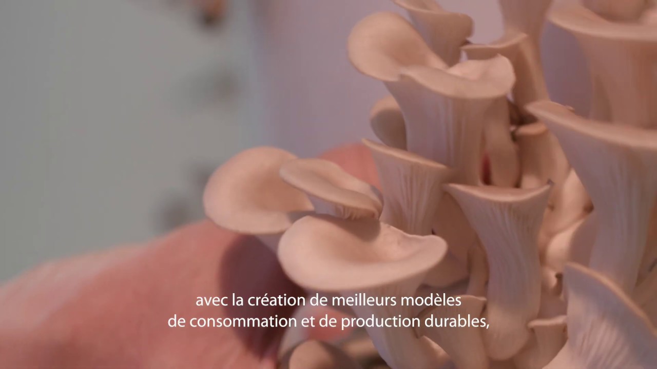 The journey of green entrepreneur Wissam Mansour, founder of Lili&rsquo;s Farm - Lebanon.