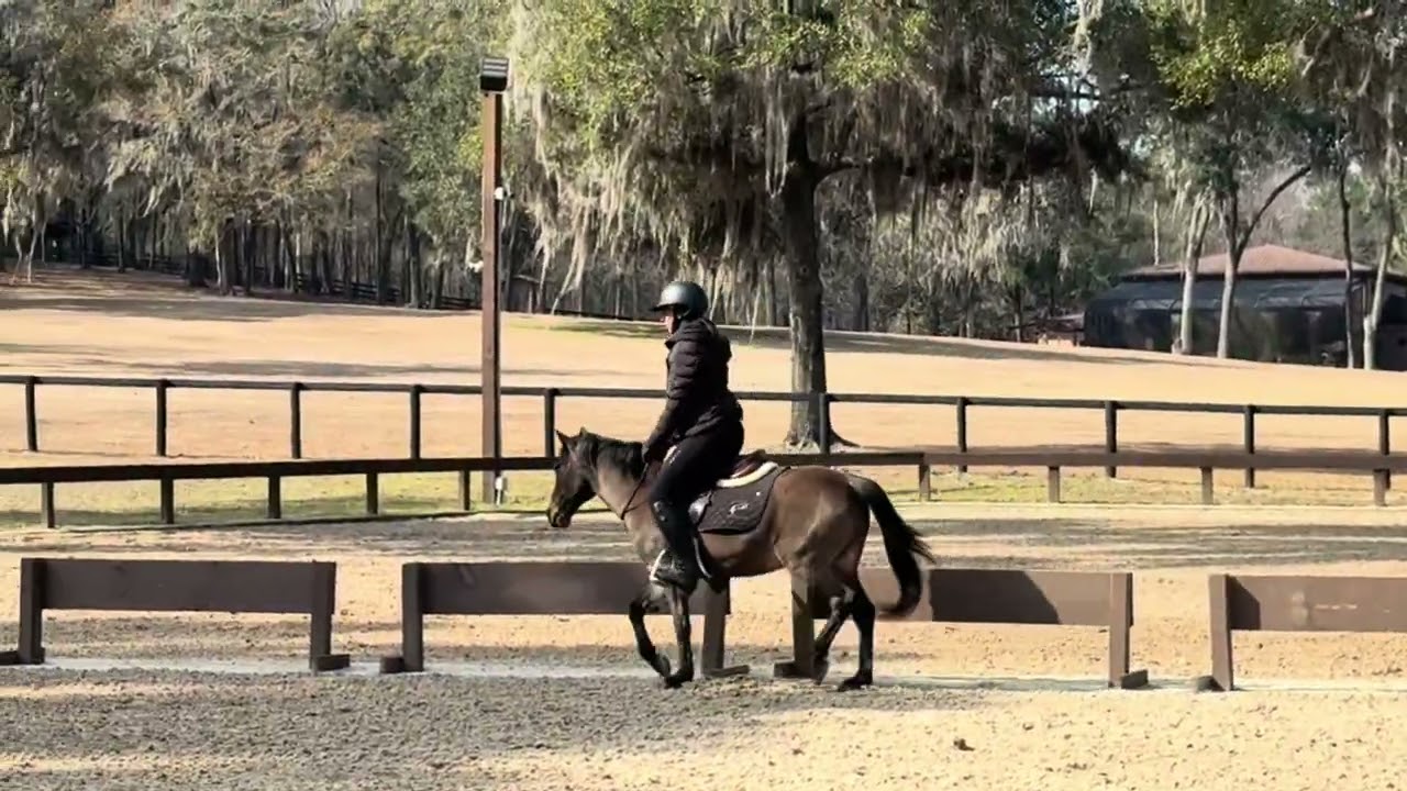 Tony the pony no bridle! 