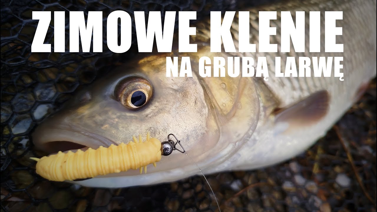 Zimowe klenie na grubą larwę - lekki spinning w grudniu i łowienie na gumy wachlarzem