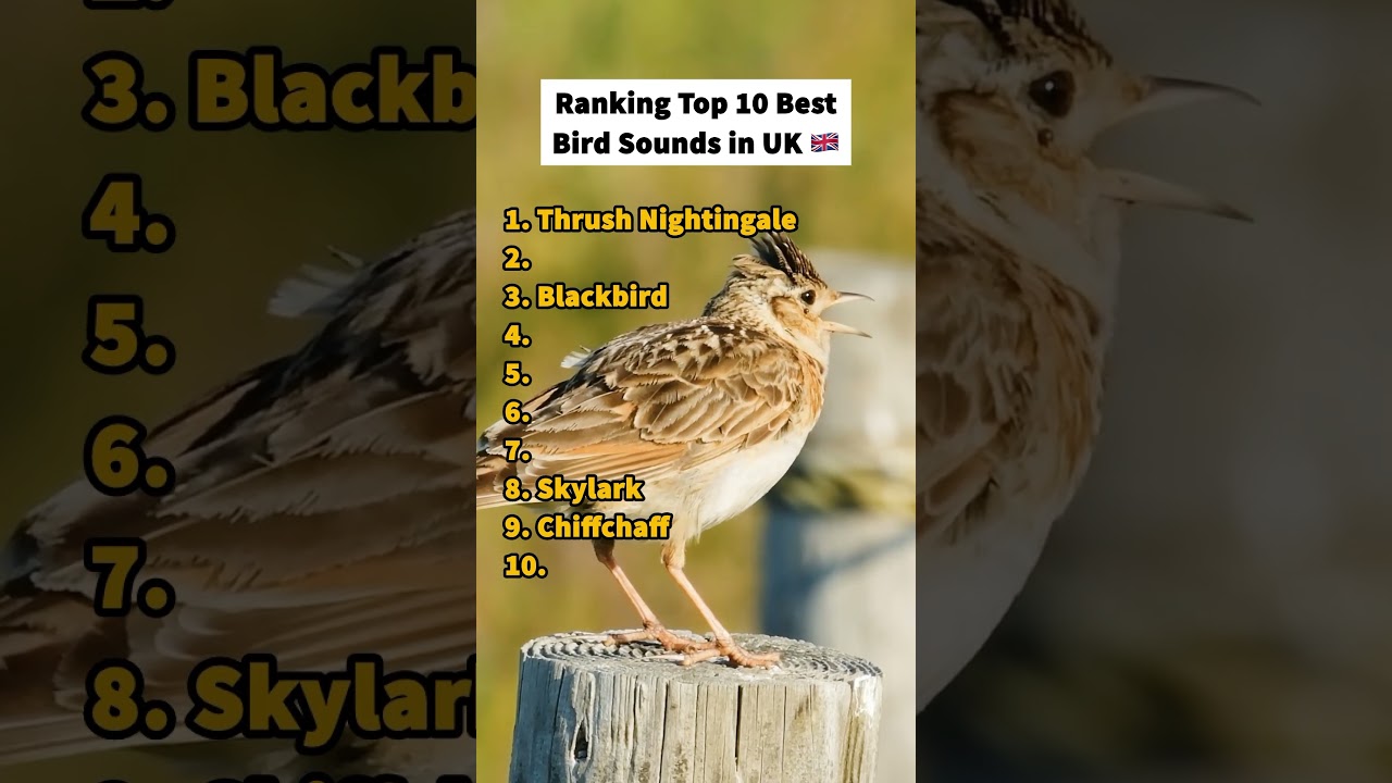 Top 10 bird sounds in UK