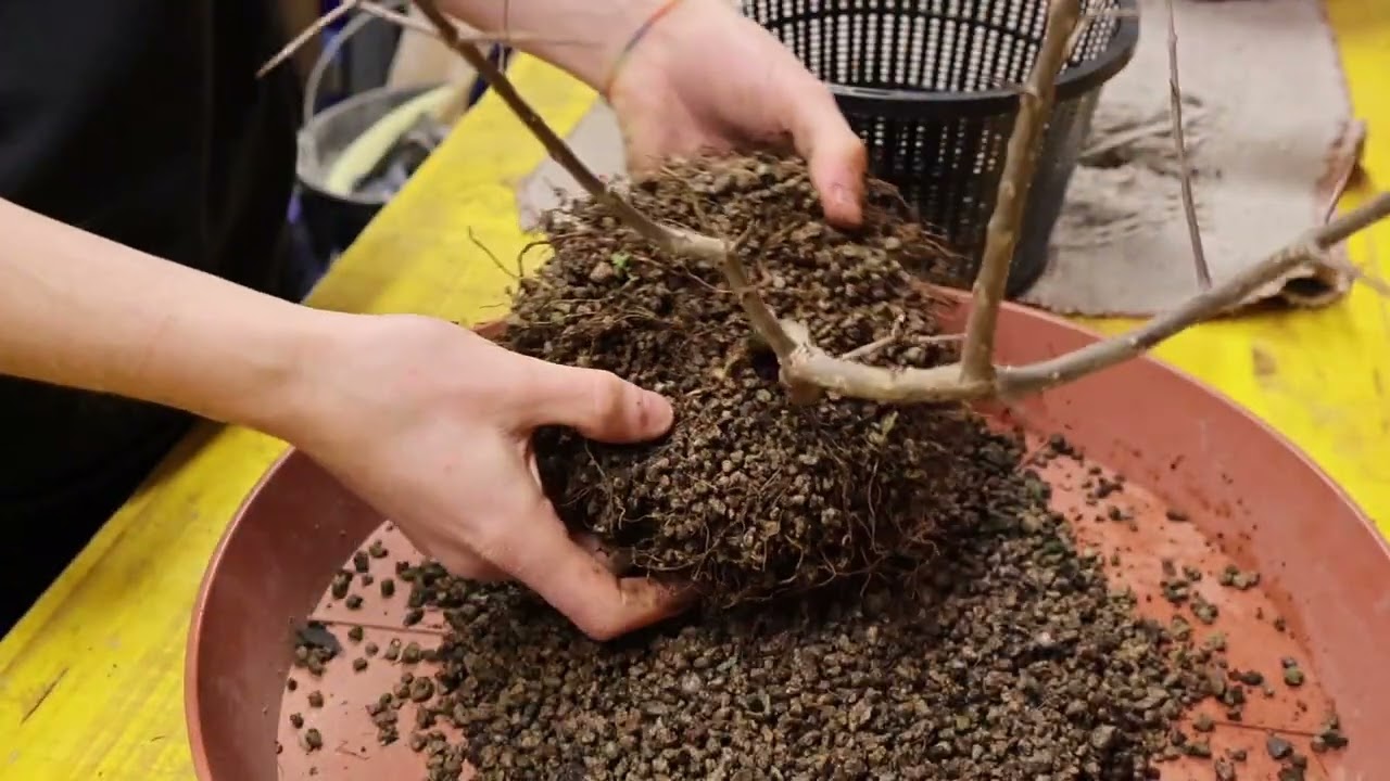 Rinvaso melograno e tecnica dei tagli sul tronco - Bonsai