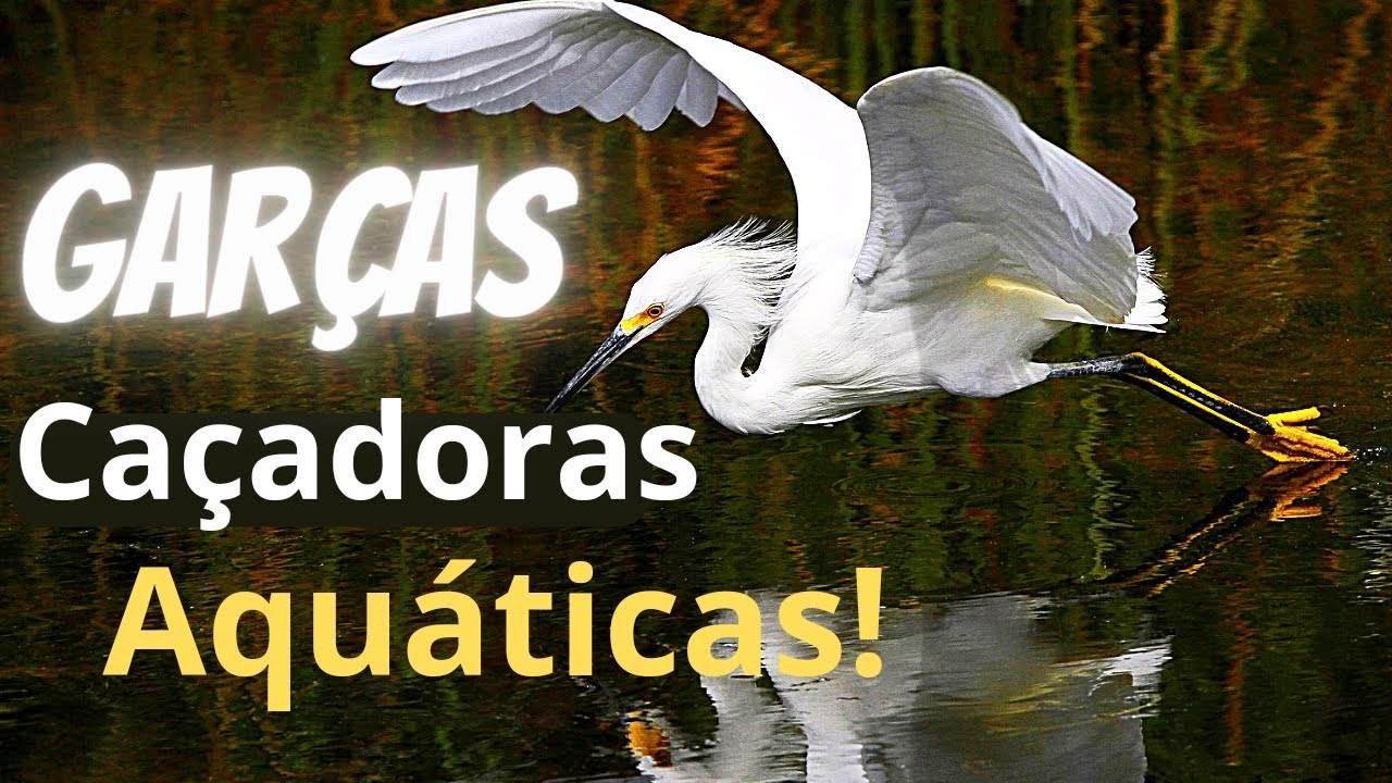 *GARÇAS* 