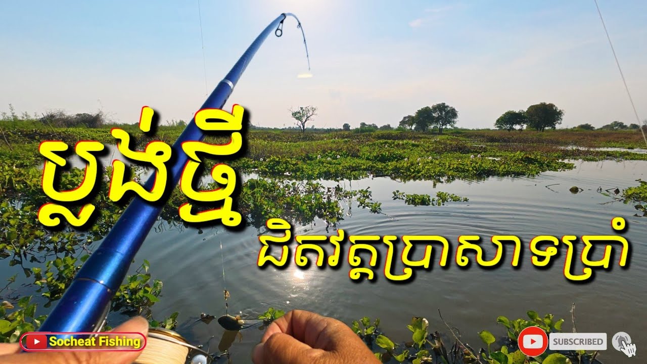 ប្លង់​ក្រោយវត្តប្រាសាទប្រាំ Amazing snakehead fishing #fishingdaily #fishing #amazingfishing #fish  